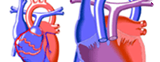 Anatomy & Anomalies